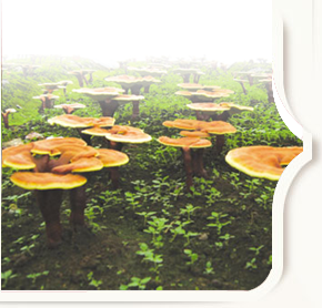 Ganoderma Plantation Ganoderma Farm