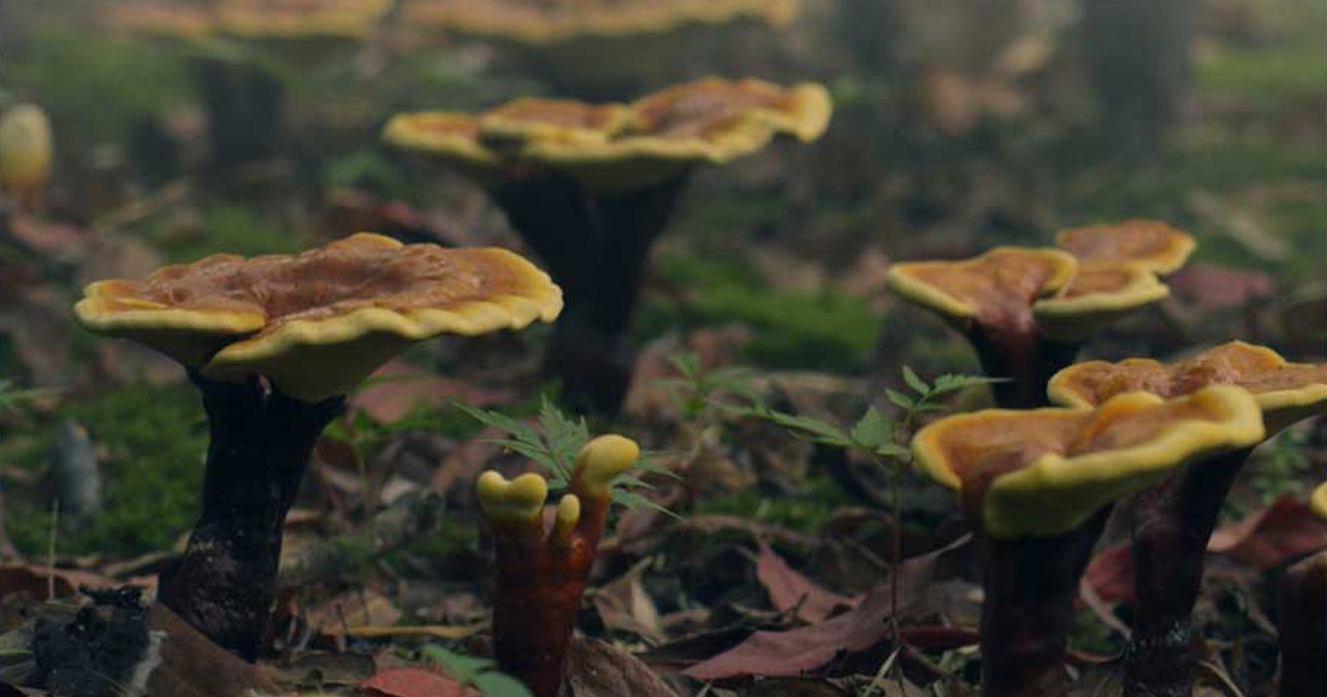 Ganoderma Kidney Health | GanodermaTown