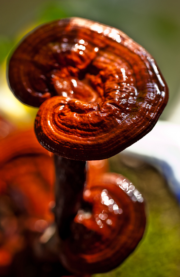 Ganoderma lucidum（ reishi）