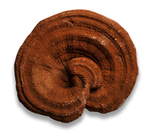 ganoderma