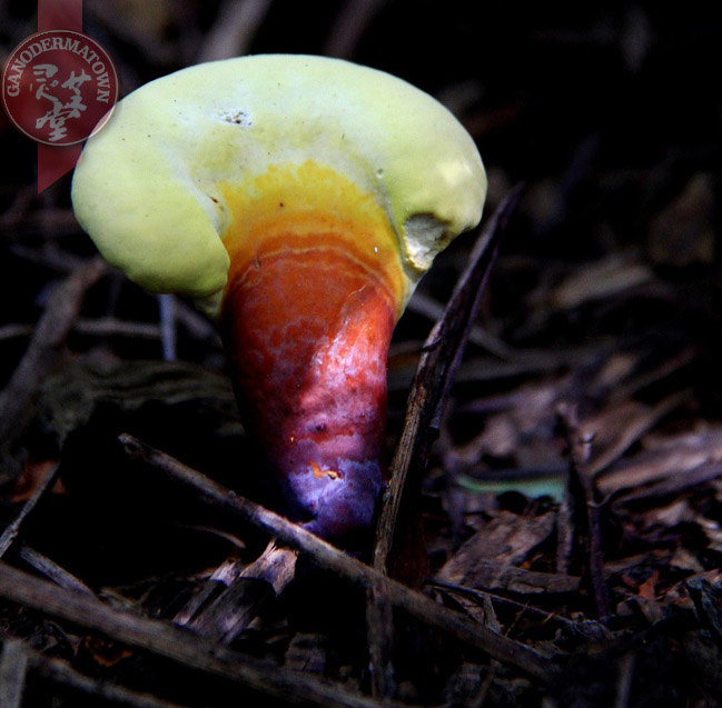 Wild Ganoderma lucidum