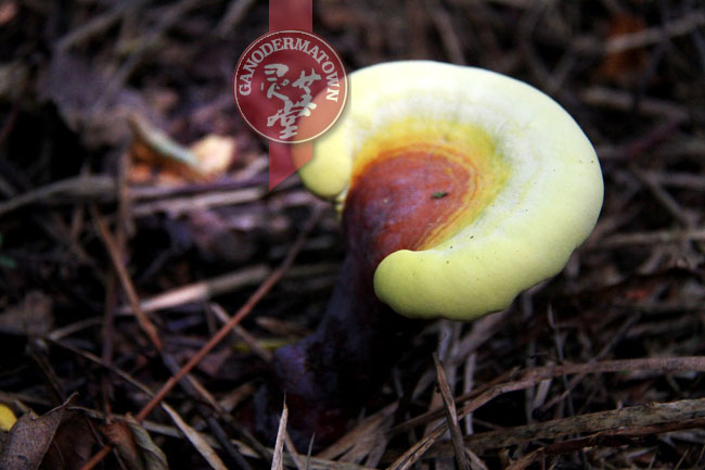 Wild Ganoderma lucidum