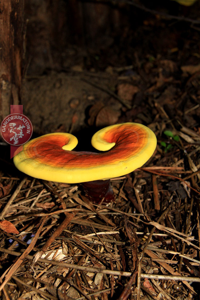 Wild Ganoderma lucidum
