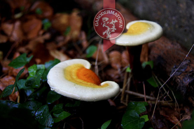 Wild Ganoderma lucidum