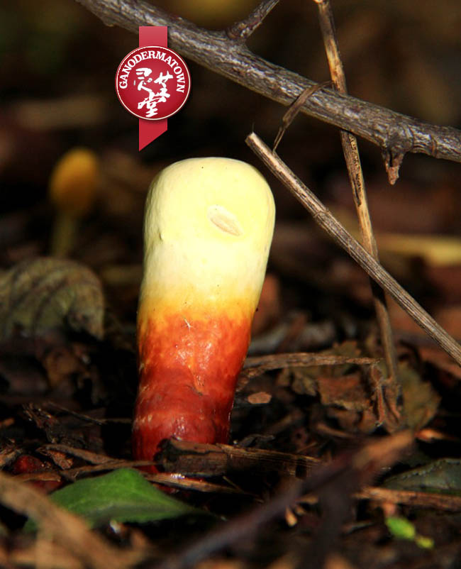 Wild Ganoderma lucidum