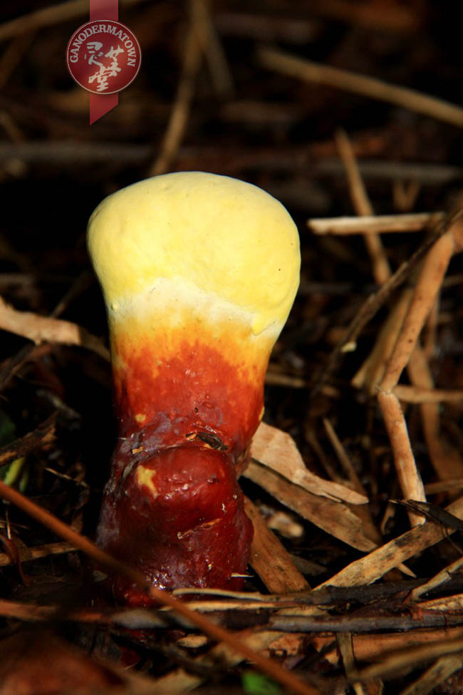 Wild Ganoderma lucidum